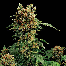 Dinafem California Hashplant Plant