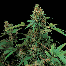 dinafem moby dick cannabis plant