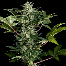 Dinafem Roadrunner #2 Plant 