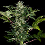 dinafem roadrunner cannabis bud