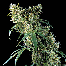 dinafem super silver bud