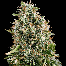 dinafem white siberian cannabis bud
