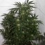 Mr nice early pearl skunk x haze cannabis bush