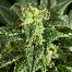Dinafem Fruit Automatic Bud Shot