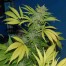 Mr Nice Seeds G13 Skunk cannabis seeds