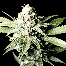 Green House Seeds Great White Shark Bud