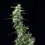 Green House Seeds Thai Bud