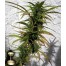 DNA genetics hashplant haze cannabis plant