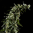 Green House Seeds Hawaiian Snow Bud