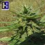 ch9 herijuanna jack 33 cannabis bud