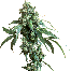 Sensi Seeds Jack Flash Bud
