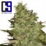 ch9 jack feminised cannabis seeds bud