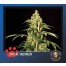 the bulldog jack herer cannabis plant