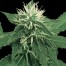 Green House Seeds K-Train Bud