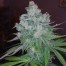 DNA genetics kandy kush x skunk cannabis plant