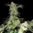 Green House Seeds Kings Kush Bud