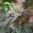 Kiwiseeds Hindu Kush Bud