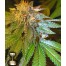 DNA genetics la confidential cannabis seeds