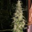 Mr nice la nina cannabis seeds