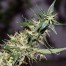 Mr Nice Seeds Mango Haze cannabis seeds