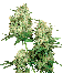 Sensi Seeds Maple Leaf Bud