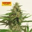 Kiwiseeds Mexican Haze Bud