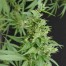 Mr Nice Seeds Nevilles Haze cannabis seeds