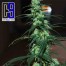 ch9 nl5 haze jack 33 cannabis bud