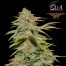 eva female papas candy cannabis bud