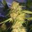 DNA genetics Recon cannabis plant