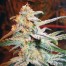Royal Queen Blue Mistic Bud