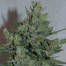 Royal Queen Royal Dwarf Automatic Bud