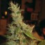Royal Queen Shining Silver Haze Bud