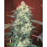Serious Seeds AK47 Bud Shot