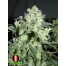 Serious Seeds White Russian bud Shot