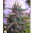 DNA genetics sharksbreath cannabis seed