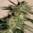 DNA genetics sleestack x skunk cannabis plant