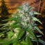 DNA genetics sour cream cannabis seeds
