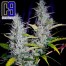 ch9 super haze cannabis bud