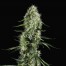 Green House Seeds Super Silver Haze Bud