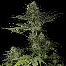dinafem super critical haze cannabis plant