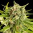 dinafem sweet deep grapefruit cannabis bud