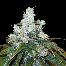 Green House Seeds Train Wreck Bud