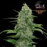 eva veneno cannabis bud