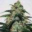 ch9 vintage 2006 cannabis bud