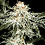 Green House Seeds White Widow